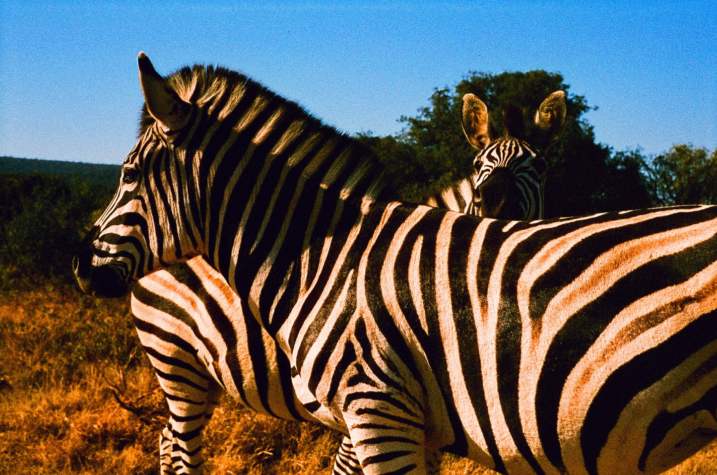 Zebras in Addo park