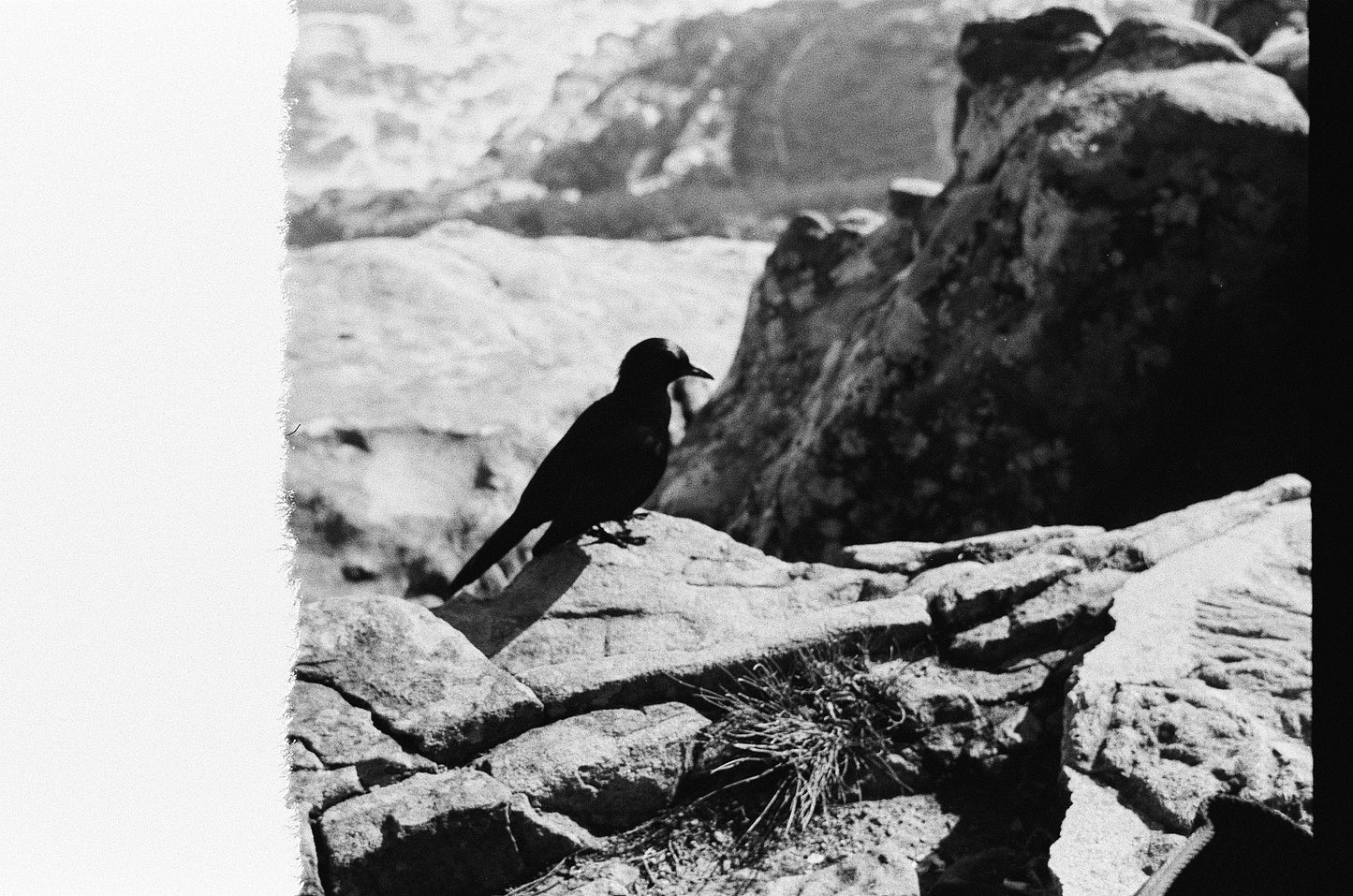 Beautiful bird on top of the Lion's Head